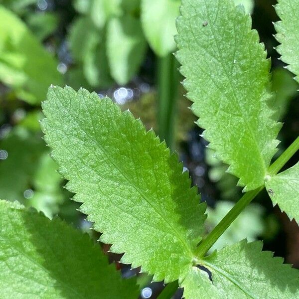 Berula erecta Feuille