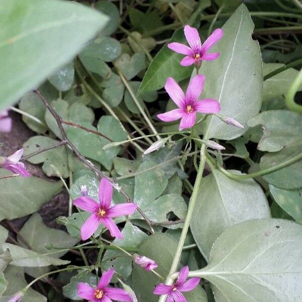 Oxalis articulata 花