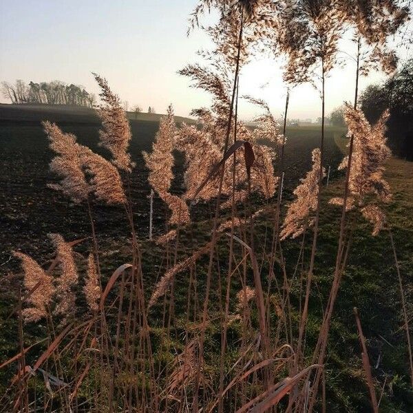 Phragmites australis Frucht