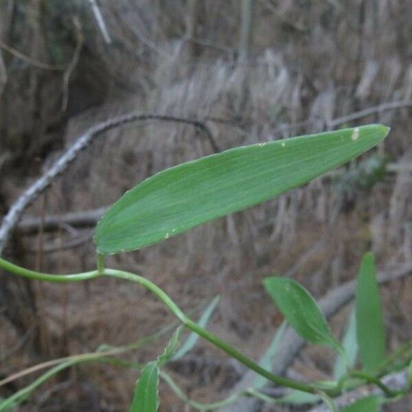 Bomarea salsilla Blad