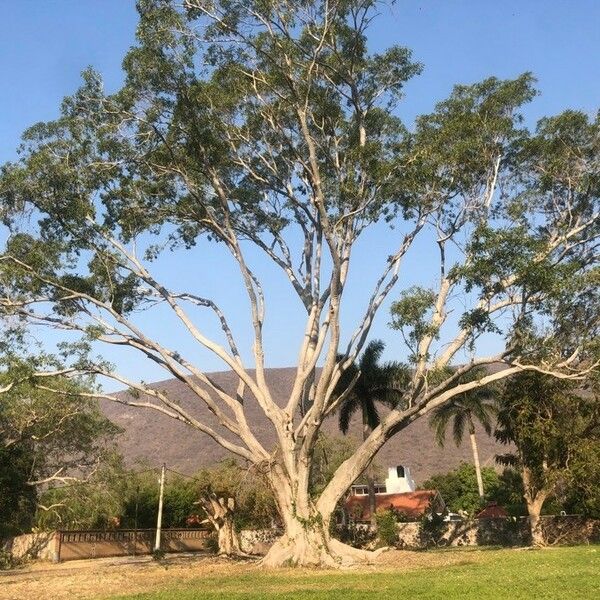 Ficus insipida Агульны выгляд