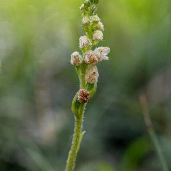 Goodyera repens Õis