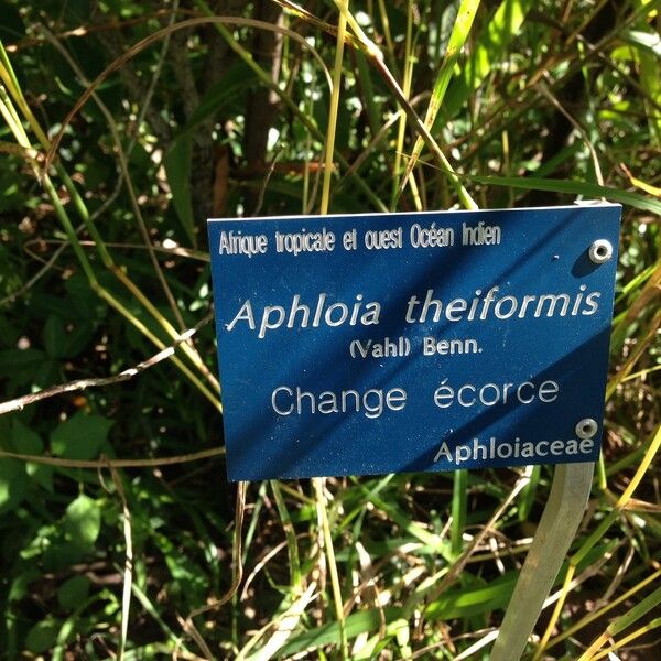 Aphloia theiformis Прочее