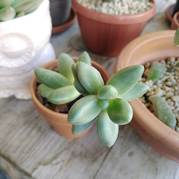 Pachyphytum compactum Lapas