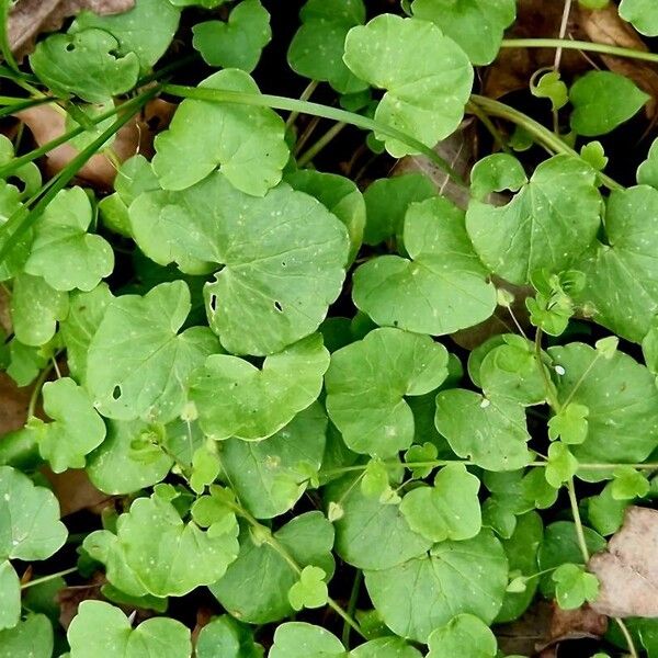 Centella asiatica Leaf