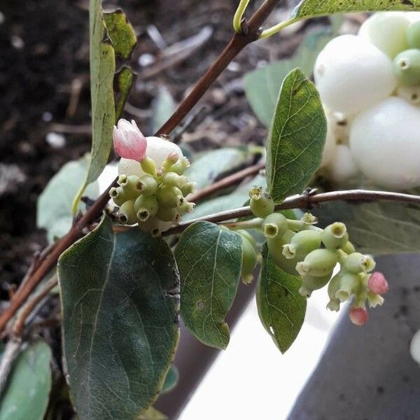 Symphoricarpos albus Květ