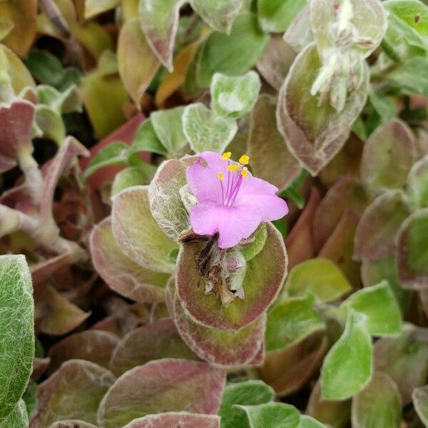 Tradescantia sillamontana Žiedas