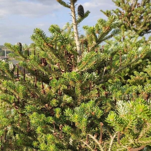 Abies koreana Habit