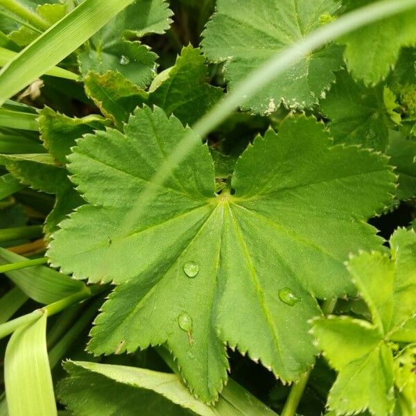 Alchemilla glaucescens ഇല