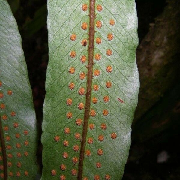 Serpocaulon triseriale Folha