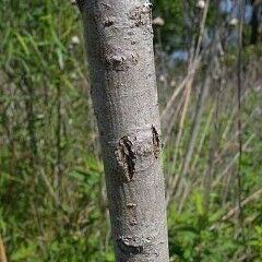 Ptelea trifoliata Kora