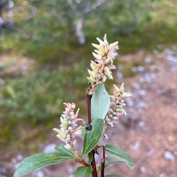 Salix glauca Frucht