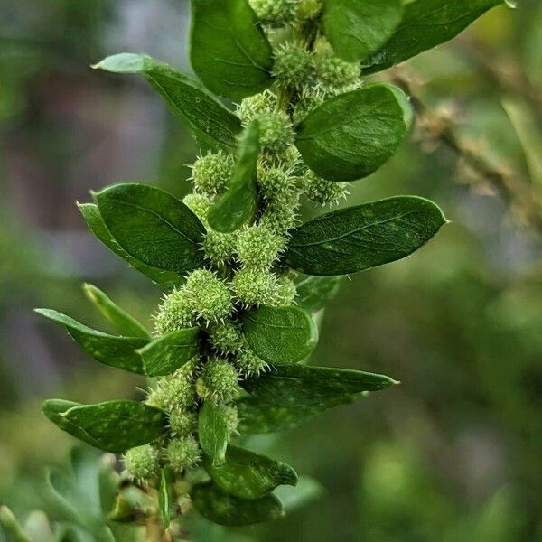 Acacia paradoxa മറ്റ്