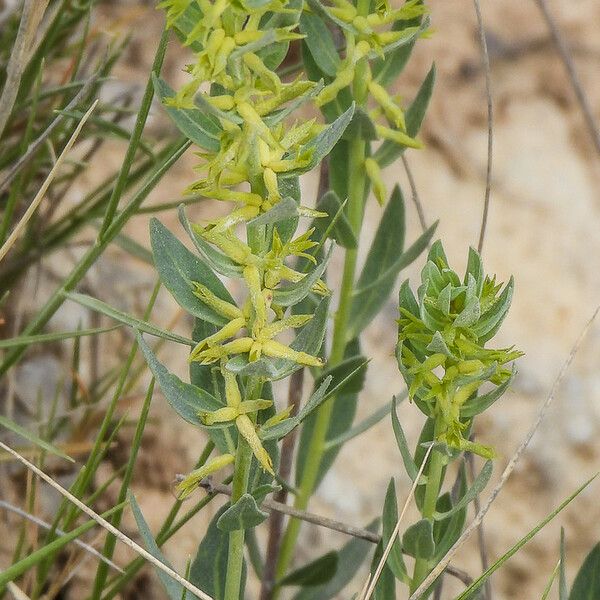 Thymelaea sanamunda Flor