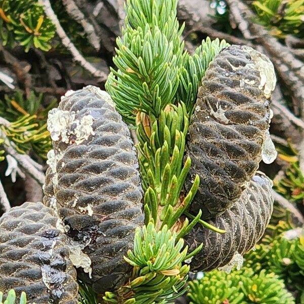 Abies lasiocarpa Plod