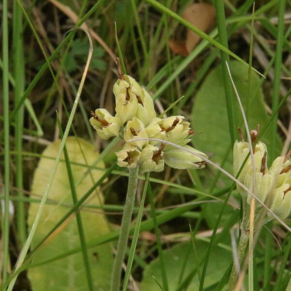 Primula veris Kwiat