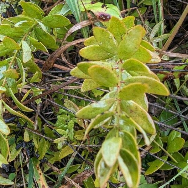 Comandra umbellata Hostoa