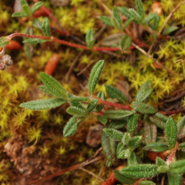Utricularia minor Liść