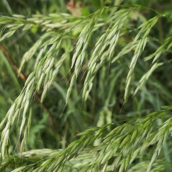 Bromus ramosus Õis