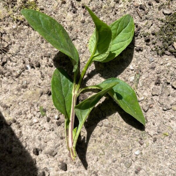 Prunella vulgaris Lapas