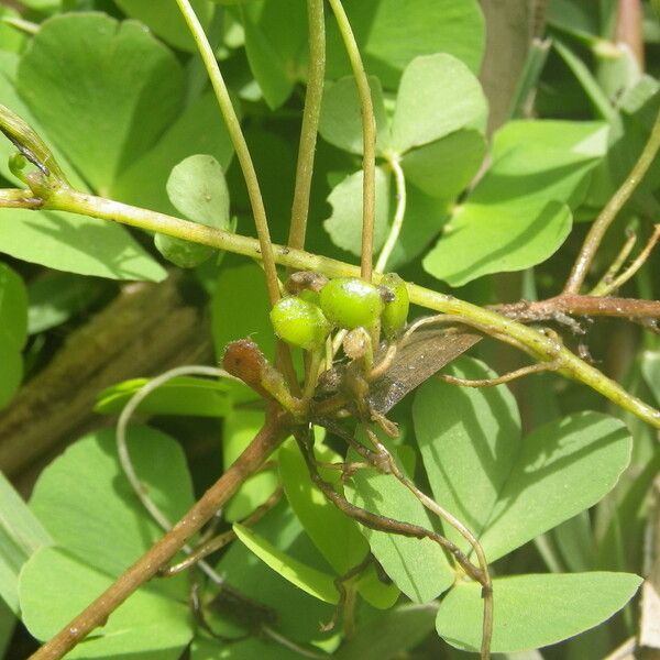 Marsilea minuta Frucht