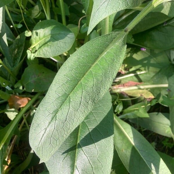 Symphytum officinale Feuille