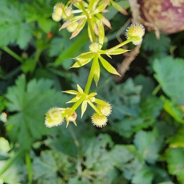 Galium spurium ഫലം