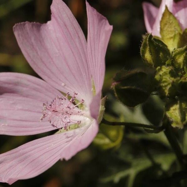 Malva moschata Flower