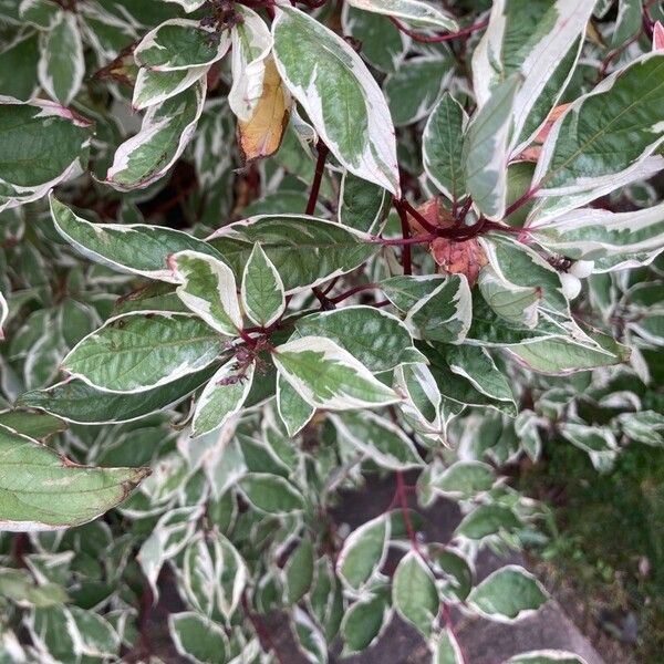 Cornus alba Hostoa