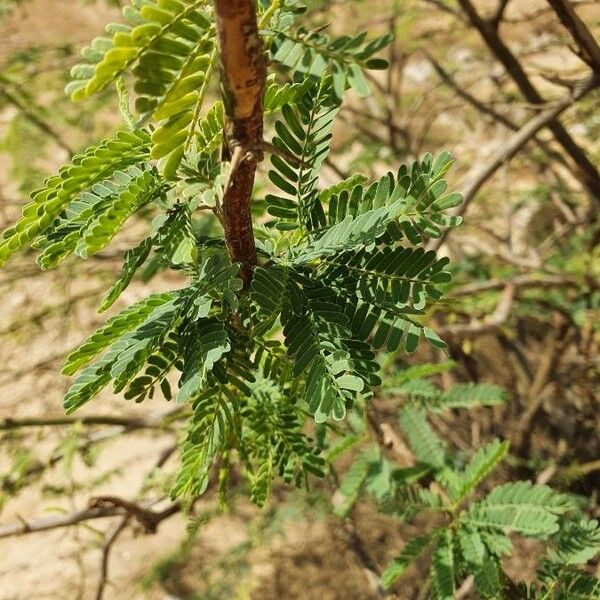 Vachellia etbaica Leaf