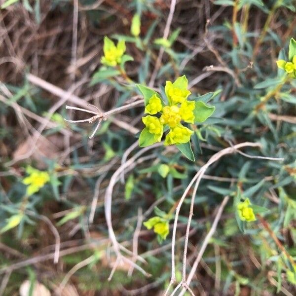 Euphorbia spinosa Blüte