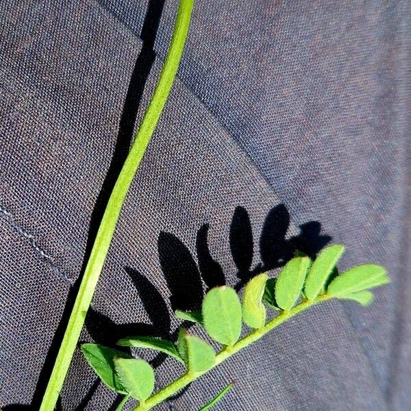 Astragalus alpinus Bark