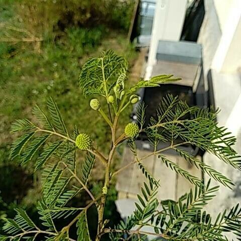 Leucaena leucocephala Blad