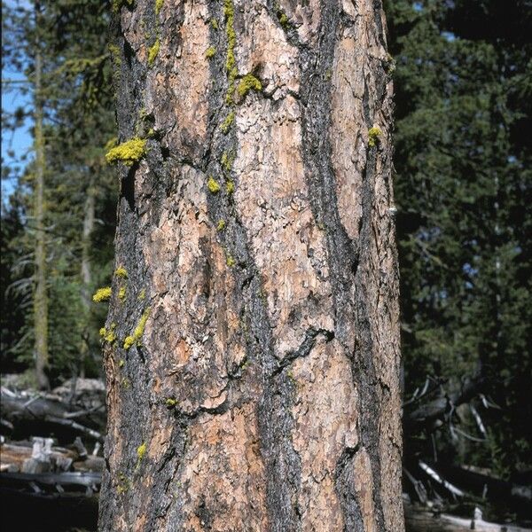 Pinus ponderosa Azala