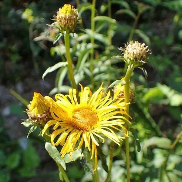 Pentanema salicinum Flower