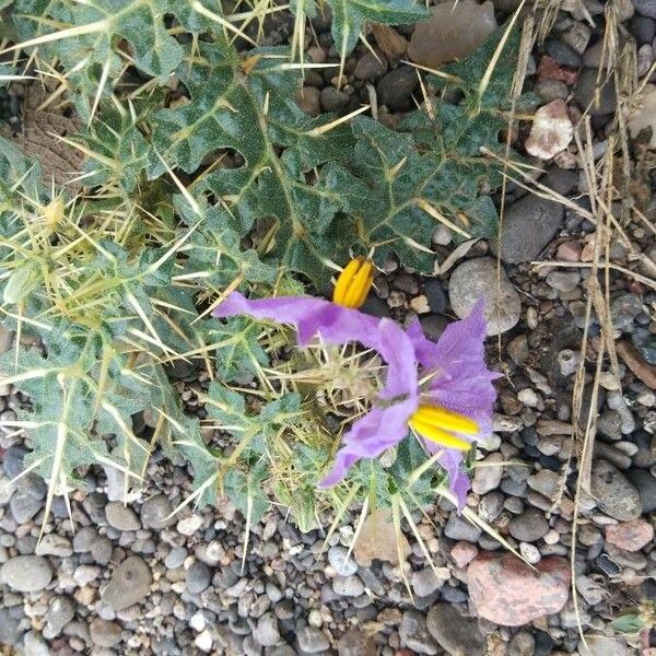 Solanum virginianum Floro