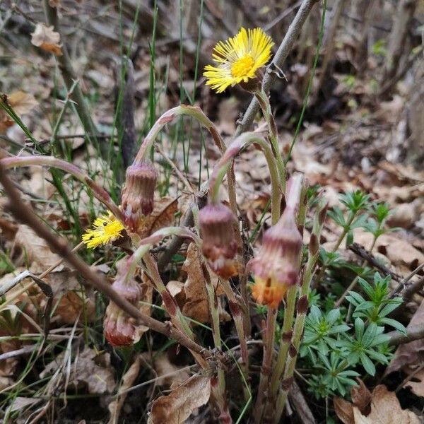 Tussilago farfara ফুল