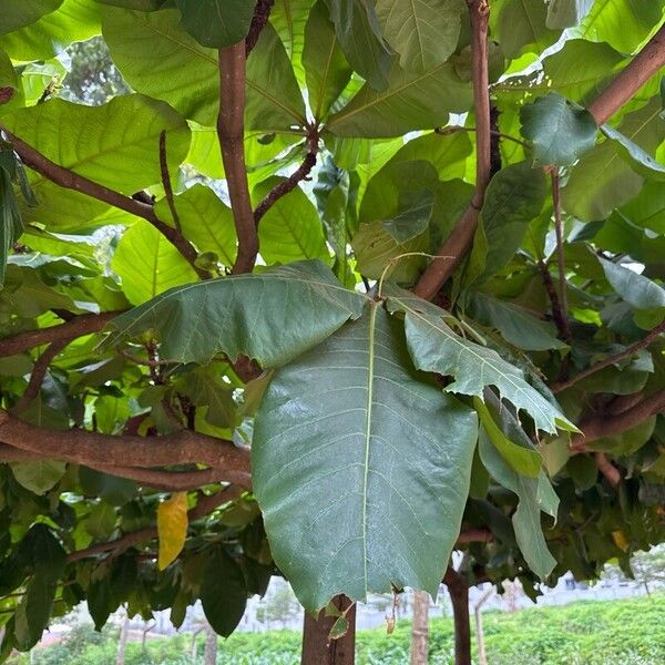 Terminalia catappa Leaf