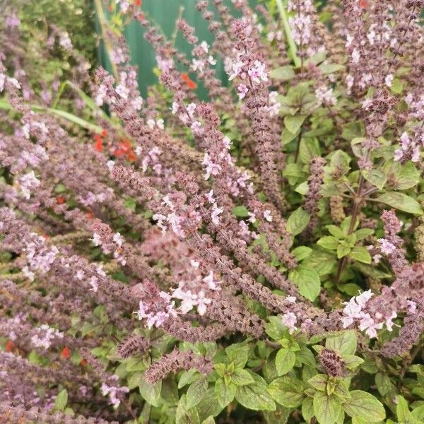 Ocimum kilimandscharicum Kvet