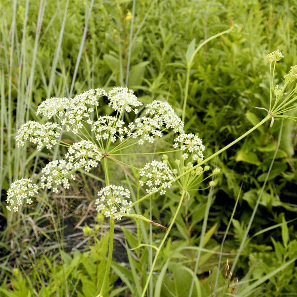 Oxypolis rigidior Flor