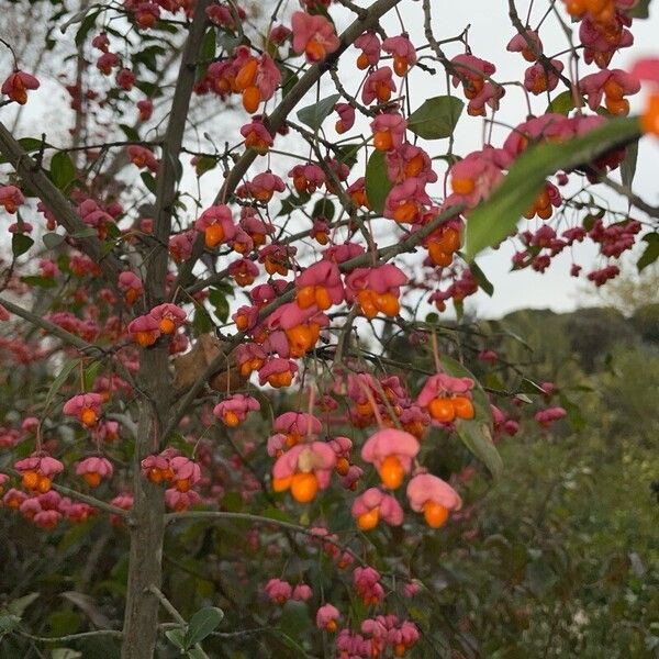 Euonymus europaeus Flower