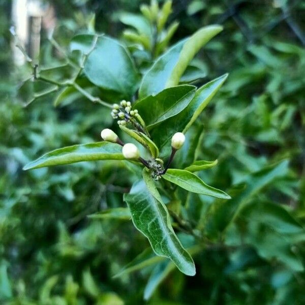 Solanum laxum Fulla