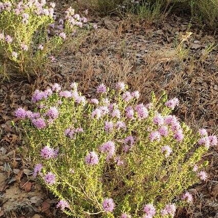 Thymbra capitata Flors