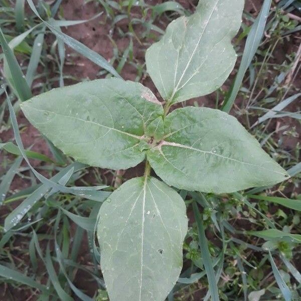 Synedrella nodiflora Blatt