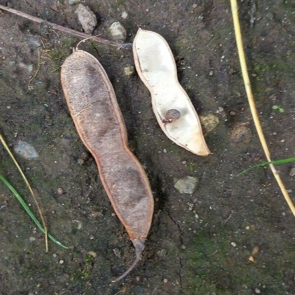 Robinia pseudoacacia Fruit