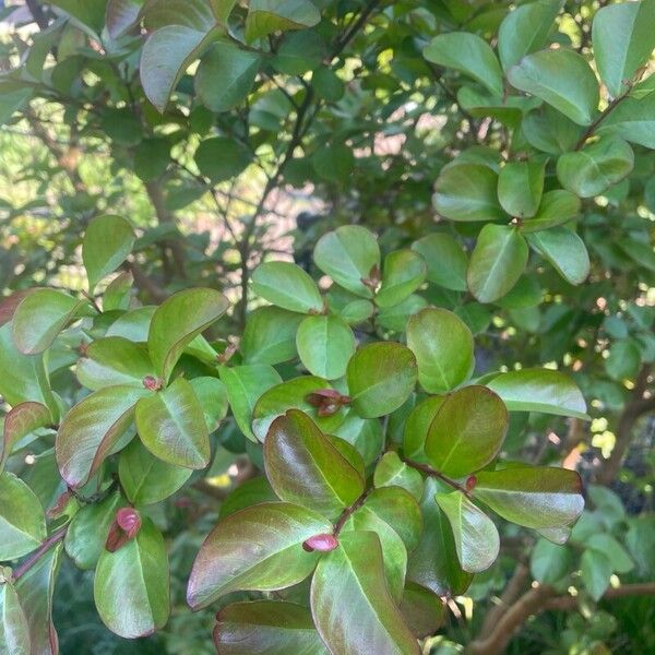 Lagerstroemia indica برگ