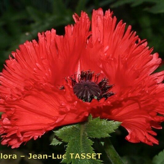 Papaver bracteatum Flower