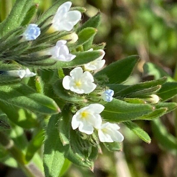 Buglossoides arvensis Blomst