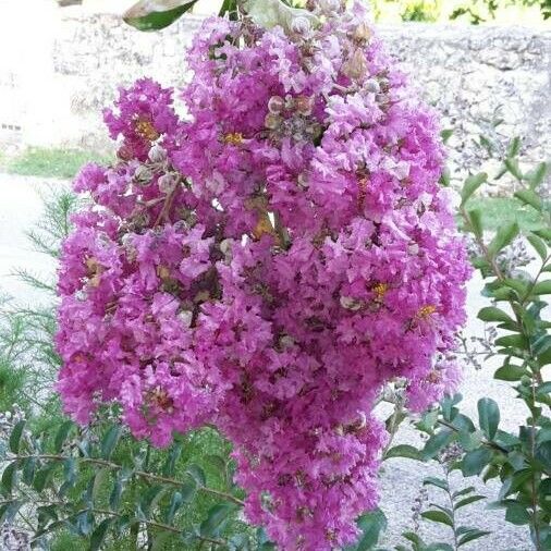 Lagerstroemia indica Õis