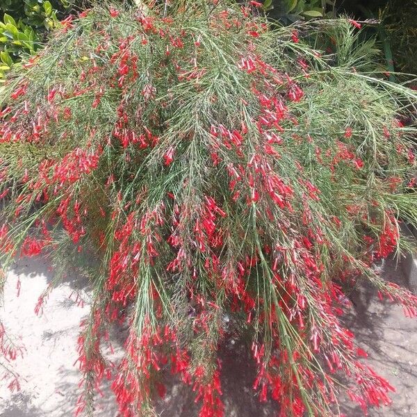 Russelia equisetiformis Blomst